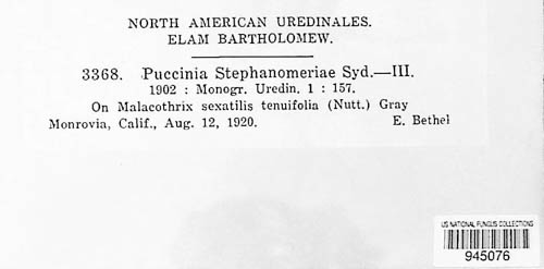Puccinia stephanomeriae image